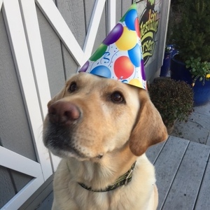 Fundraising Page: Walter The Weather Dog